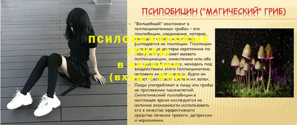 прущие грибы Медногорск
