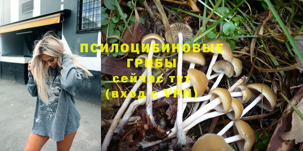 прущие грибы Медногорск